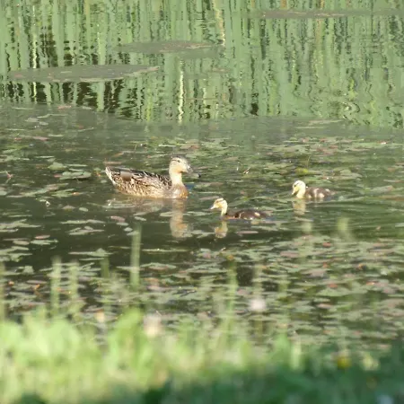 Δωμάτια σε οικογενειακή κατοικία Nad Stawami Zwartowko