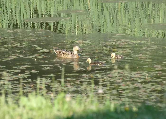 منزل للإقامة Nad Stawami Zwartowko