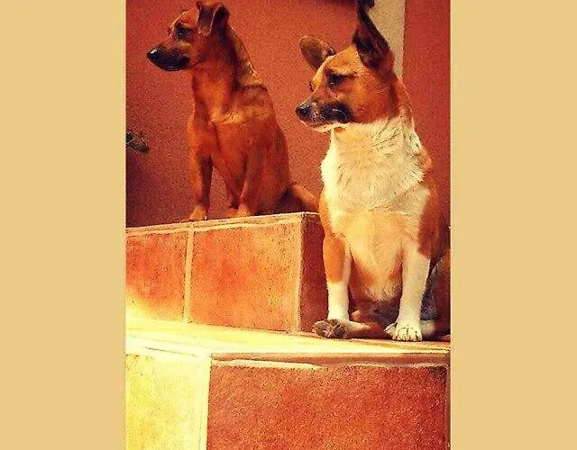 Nad Stawami منزل للإقامة Zwartowko